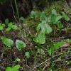 나도고사리삼(Ophioglossum vulgatum L.) : 풀잎사랑