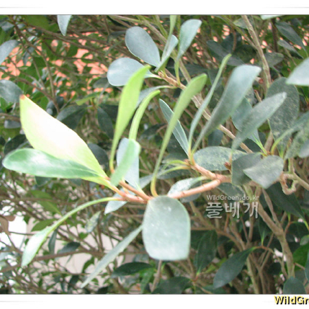 후피향나무(Ternstroemia gymnanthera (Wight & Arn.) Sprague) : 추풍