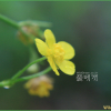 애기미나리아재비(Ranunculus acris L.) : 통통배