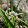 달래(Allium monanthum Maxim.) : 통통배