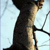 민주엽나무(Gleditsia japonica Miq. f. inarmata Nakai) : 추풍