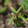 산방백운풀(Oldenlandia corymbosa L.) : 산들꽃