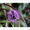 산부추(Allium thunbergii G.Don) : 晴嵐