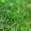 노랑선씀바귀(Ixeris chinensis (Thunb.) Nakai) : 고들빼기