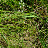개잠자리난초(Habenaria cruciformis Ohwi) : 산들꽃