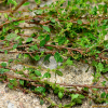 냄새명아주(Chenopodium pumilio R.Br.) : habal