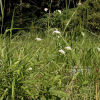 등골나물(Eupatorium japonicum Thunb.) : habal