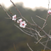 시베리아살구(Prunus sibirica L.) : 무심거사