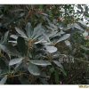 후피향나무(Ternstroemia gymnanthera (Wight & Arn.) Sprague) : 청암