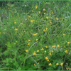 애기미나리아재비(Ranunculus acris L.) : 통통배