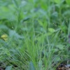 애기바늘사초(Carex hakonensis Franch. & Sav.) : 무심거사