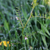 가는살갈퀴(Vicia sativa L. subsp. nigra Ehrh.) : 목유화