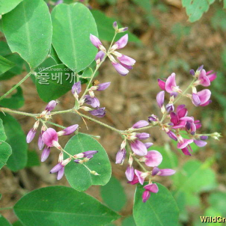 싸리(Lespedeza bicolor Turcz.) : 여울목