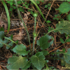 솜나물(Leibnitzia anandria (L.) Turcz.) : 마리미