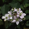 서양오엽딸기(Rubus americanus) : 산들꽃