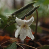 금강제비꽃(Viola diamantiaca Nakai) : habal