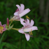 상사화(Lycoris squamigera Maxim.) : 무심거사