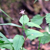 각시서덜취(Saussurea macrolepis (Nakai) Kitam.) : 고들빼기
