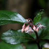 자금우(Ardisia japonica (Thunb.) Blume) : 벼루