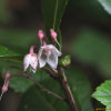 자금우(Ardisia japonica (Thunb.) Blume) : 벼루