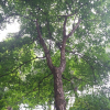 복자기(Acer triflorum Kom.) : 별꽃