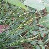 줄사초(Carex lenta D.Don) : 청암