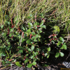 제주산버들(Salix blinii H.Lev.) : 오솔