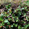 제주산버들(Salix blinii H.Lev.) : 오솔