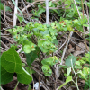 흰대극(Euphorbia esula L.) : 무심거사