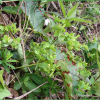 흰대극(Euphorbia esula L.) : 무심거사