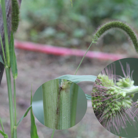 수강아지풀(Setaria viridis (L.) P.Beauv. subsp. pycnocoma (Steud.) Tzvelev) : 무심거사