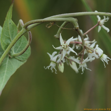 가는털백미(Cynanchum chinense R.Br.) : 무심거사