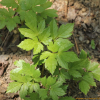 승마(Actaea heracleifolia (Kom.) J.Compton) : 무심거사