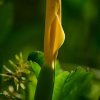 토란(Colocasia esculenta (L.) Schott) : 벼루