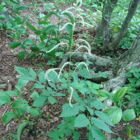 황새승마(Actaea cimicifuga L.) : 박용석nerd