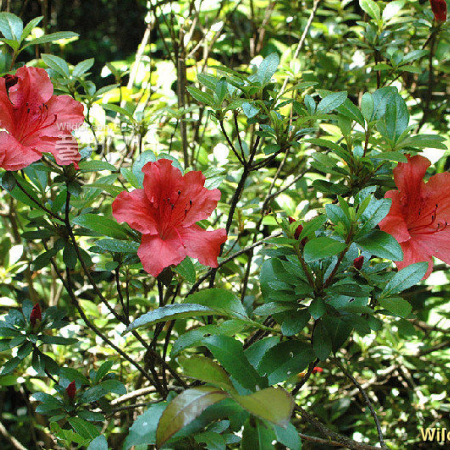 참꽃나무(Rhododendron weyrichii Maxim.) : 벼루