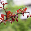 일본매자나무(Berberis thunbergii DC.) : 별꽃