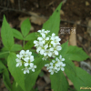 미나리냉이(Cardamine leucantha (Tausch) O.E.Schulz) : 꽃마리