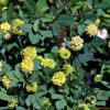 노랑토끼풀(Trifolium campestre Schreb.) : 카르마