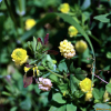 노랑토끼풀(Trifolium campestre Schreb.) : 카르마