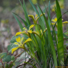 금붓꽃(Iris minutoaurea Makino) : habal