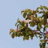 모과나무(Chaenomeles sinensis (Thouin) Koehne) : 능선따라