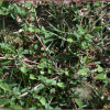 눈비름(Amaranthus deflexus L.) : 塞翁之馬