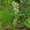 제비난초(Platanthera densa Freyn subsp. orientalis (Schltr.) Efimov) : 산들꽃