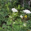 지리강활(Angelica amurensis Schischk.) : 꽃사랑
