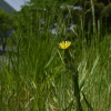 쇠채(Scorzonera albicaulis Bunge) : 산들꽃