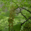애기무엽란(Neottia acuminata Schltr.) : 통통배