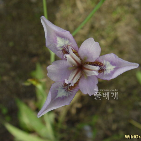 대청부채(Iris dichotoma Pall.) : 통통배