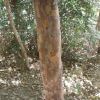 노각나무(Stewartia koreana Nakai ex Rehder) : 별꽃