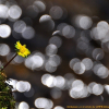 괭이눈(Chrysosplenium grayanum Maxim.) : 김새벽